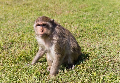 Macaque monkey sitting on green grass