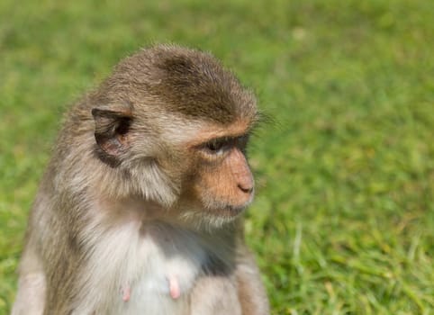 macaque monkey