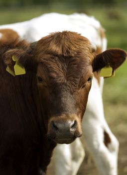 Tranquil Scene with Domestic cows