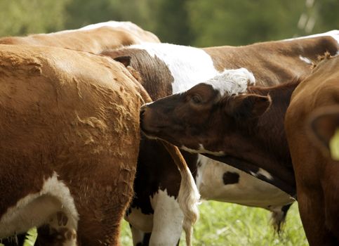 Tranquil Scene with Domestic cows