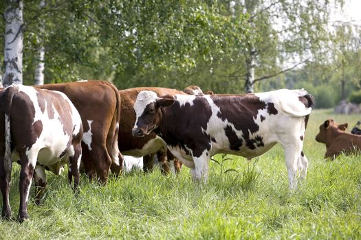 Tranquil Scene with Domestic cows