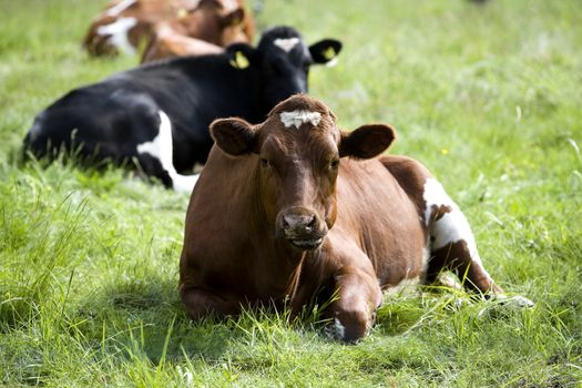 Tranquil Scene with Domestic cows