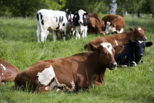 Tranquil Scene with Domestic cows