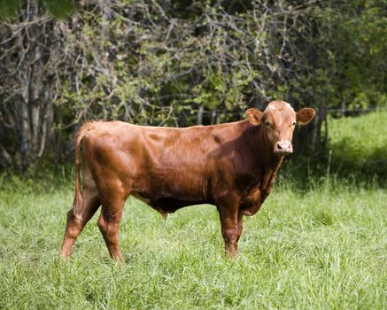 Tranquil Scene with Domestic cows