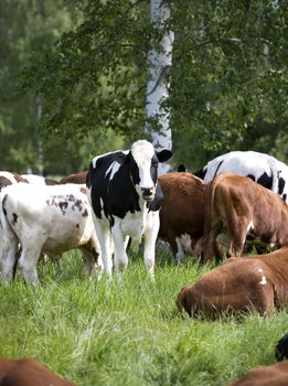 Tranquil Scene with Domestic cows