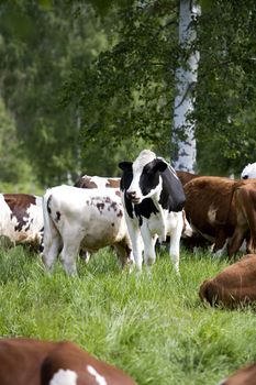 Tranquil Scene with Domestic cows