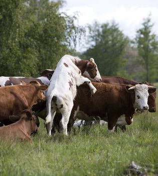 Tranquil Scene with Domestic cows