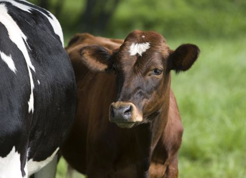 Tranquil Scene with Domestic cows