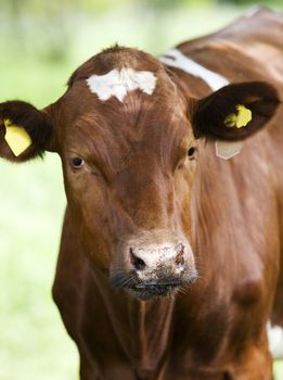 Tranquil Scene with Domestic cows