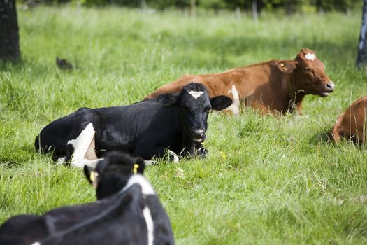 Tranquil Scene with Domestic cows