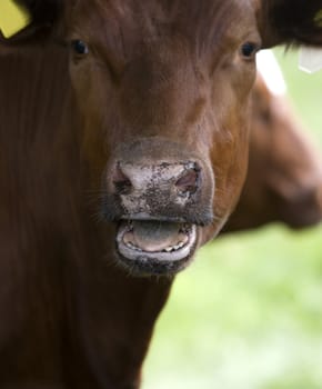 Close up of a cow with open mouth