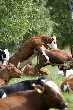 Tranquil Scene with Domestic cows