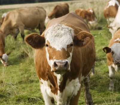 Tranquil Scene with Domestic cows