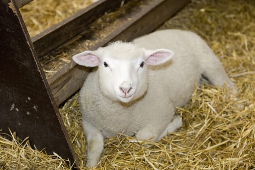 Single sheep in the hay