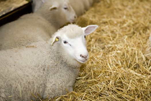 Group of sheeps in the hay