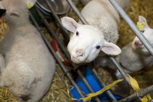 Close up of a Cute Lamb