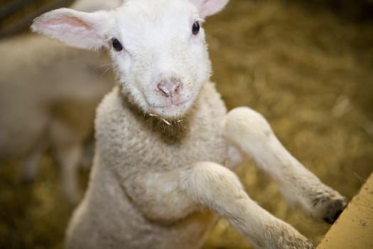 Close up of a Cute Lamb