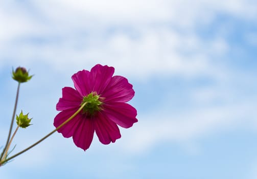 Pink Cosmos flower and blue sky