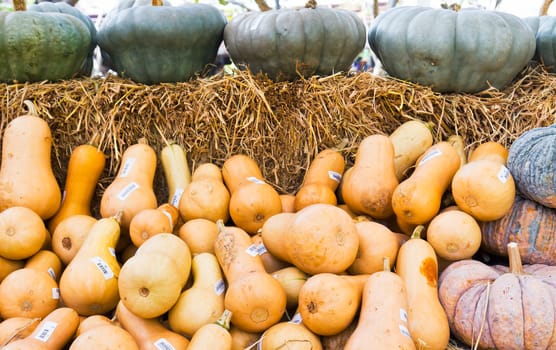 Pumpkins collection on sell in the autumn market