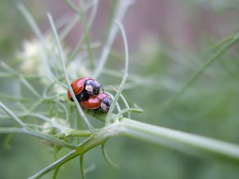 Insect beetle nature macro on green background