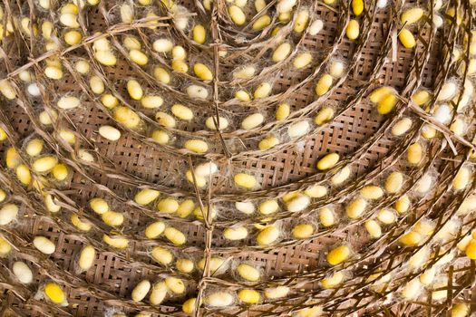 topview of silk worms cocoon factory