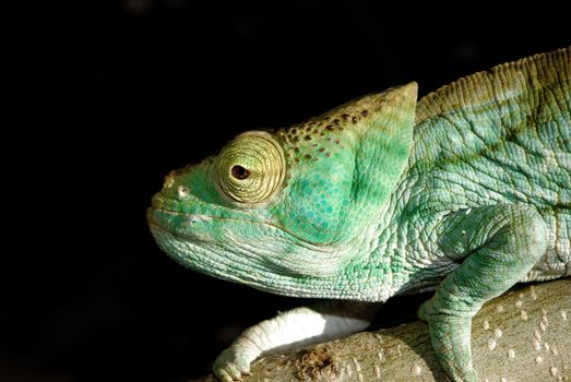 Headshot of Parson's chameleon