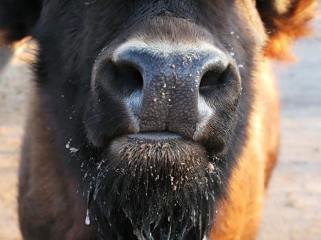 Animal zoo wildlife nature color image of bison