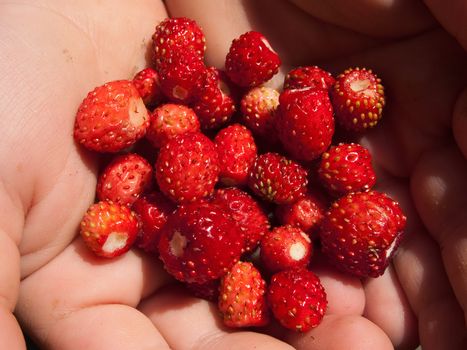 Berry food - human hand holding red strawberry