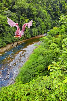 Roseate Spoonbill flying over the Costa Rican jungle