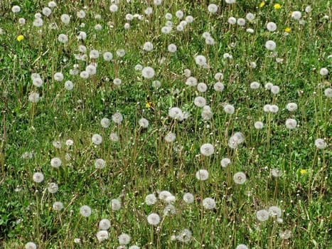 Flower on green nature grass at summer