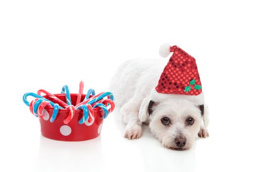 A cute white dog with a bowl of Christmas treats.  White background.