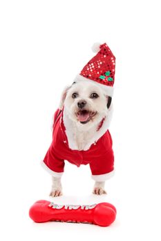 A happy dog wearing a Santa Claus costume with a red Hohoho bone dog toy on the floor.