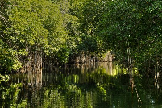 Calm tropical river edges with trees in Jamaica