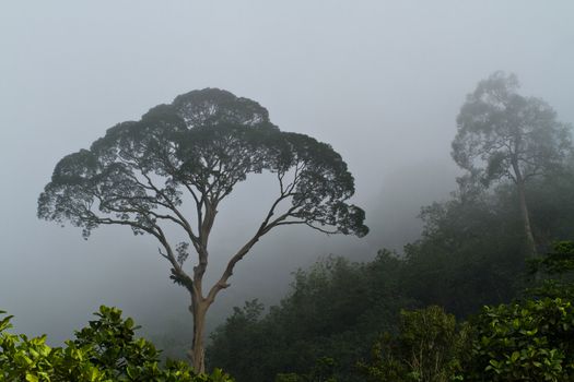A big rain tree seen enveloped by the fog in the morning