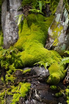 the green and yellow moss on the palm tree bark under the morning sunlight