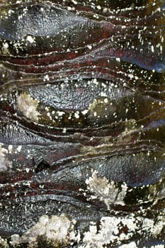 Macro shot of a wet palm tree bark showing details and repetition pattern can be use as background