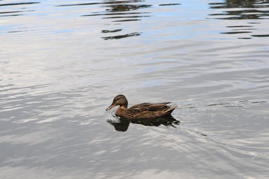 The duck swims in a pond with water-lilies