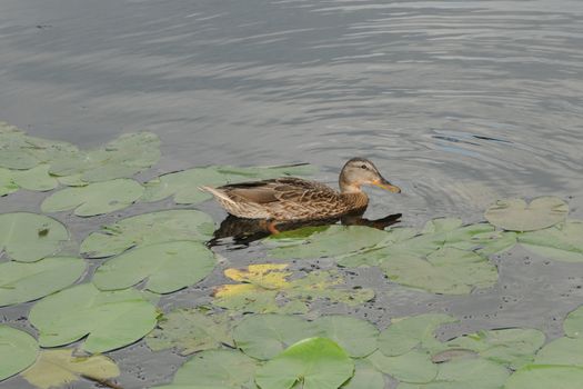 The duck swims in a pond with water-lilies
