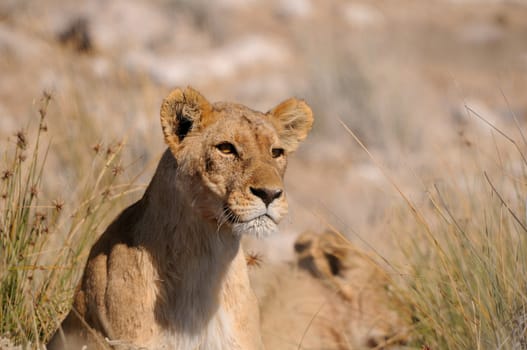 Lion in the Etosha National Park, Namibia