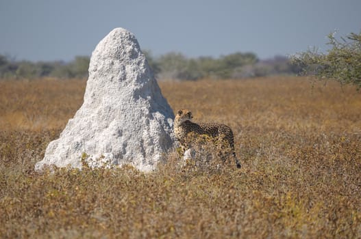 Cheetah next to white termite mound  in the Etosha National Park, Namibia