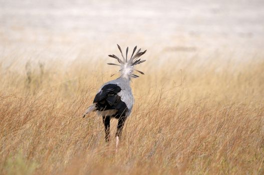 Back view of Secretary Bird, showing crest Etosha National Park, Namibia