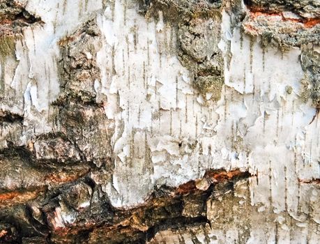 Rough cracked textured birch bark background closeup