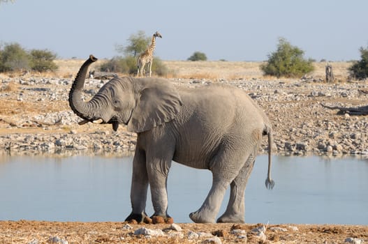 Elephant and Giraffe funny pose at Okaukeujo in the Etosha National Park, Namibia