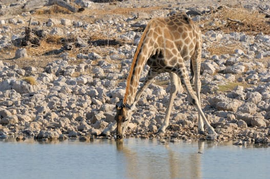 Giraffe drinking water, Etosha National Park, Namibia
