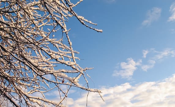 Snow covered branches and sky for background
