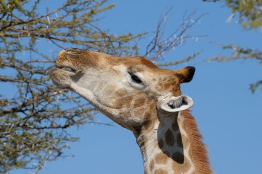 Giraffe eating leaves, Etosha National Park, Namibia