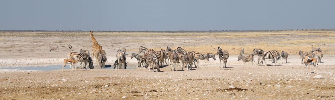 Giraffe, Springbok, Oryx (Gemsbok) and zebras at Nebrownii in the Etosha National Park, Namibia