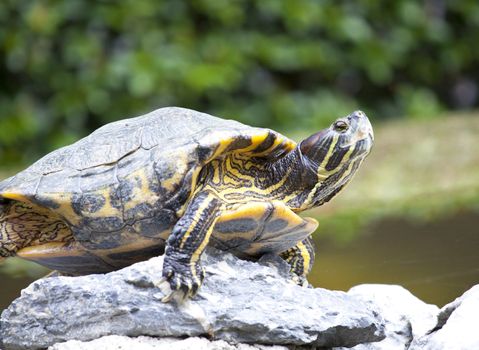 Tortoise on stone taking rest