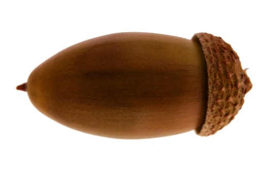 Nature oak tree brown acorn nut isolated on white