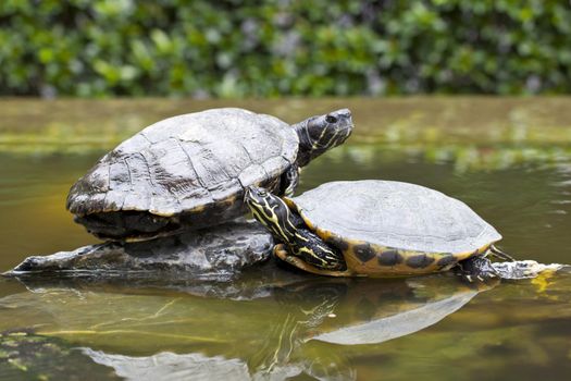 Tortoises on stone